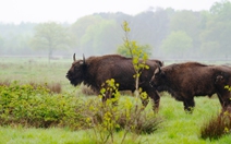 Loài thú tuyệt chủng trong hoang dã sắp 'tái xuất' ở Bỉ sau 100 năm