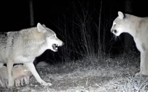 Sự thật về câu chuyện cảm động ‘sói bảo vệ đàn lợn con khỏi sư tử núi’