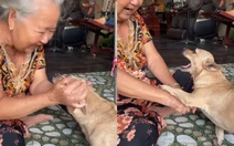 Chú chó chơi trò 'tập tầm vông' siêu đỉnh