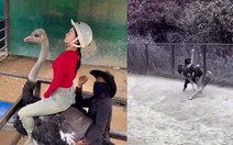 Cô gái sang chấn tâm lý vì cưỡi đà điểu