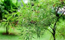 Bạn có biết công dụng của món ăn từ lá đinh lăng, thứ được ví như 'nhân sâm' của người nghèo