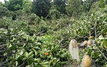 Mưa lớn, dông lốc làm nhà sập, tốc mái, hư hại nhiều vườn trái cây ở Cần Thơ