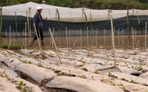 Vùng rau Đà Lạt nhiều nơi ngập trắng