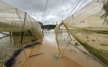 Chủ trang trại cá tầm ở Lâm Đồng bị lũ cuốn mất tích