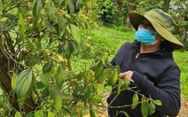 Xuất khẩu hồ tiêu của Việt Nam dự báo đạt 1,5 tỉ USD