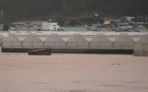 Lâm Đồng đề nghị các thủy điện phối hợp cắt lũ, sơ tán dân vùng hạ du