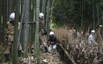 Nhật Bản đối phó với làn sóng khắc chữ lên thân cây