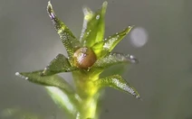 Rêu sống sót 9 tháng ngoài không gian, khoa học sửng sốt