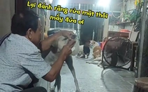 Đàn chó cưng xếp hàng để được sen đánh răng, rửa mặt