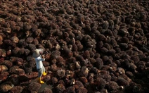 Nhiều tập đoàn dầu cọ Malaysia bỏ trồng cọ để 'nuôi' AI