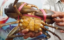 Người nuôi nói gì về các con cua Cà Mau khổng lồ đoạt giải ‘vua cua’