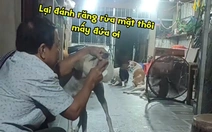 Đàn chó cưng xếp hàng để được sen đánh răng, rửa mặt