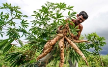Giá sắn lao dốc, nông dân và thương lái Campuchia lao đao sau xung đột biên giới với Thái Lan