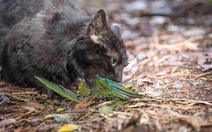New Zealand muốn xóa sổ hoàn toàn mèo hoang, gọi đây là ‘những sát thủ máu lạnh’