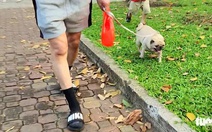 Người nuôi chó, mèo tại TP.HCM phải khai báo với UBND cấp xã, phường, đặc khu