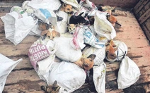 Thủ đô Indonesia chính thức cấm thịt chó, mèo, dơi để ngăn lây truyền bệnh dại