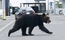 Đoạn video 'gấu tấn công mới nhất' ở Nhật Bản không phải AI nhưng cũng không phải sự thật