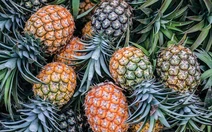 Sau chuối, tỉ phú Trần Bá Dương hướng tới trồng thơm giá 3,2 triệu/trái