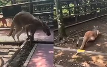 Ngại hết cả kangaroo
