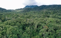 Lâm nghiệp không chỉ là 'lá chắn xanh' mà còn là động lực của tăng trưởng kinh tế