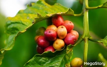 Hành trình 15 năm NESCAFÉ Plan nâng giá trị hạt cà phê Việt