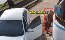Con bò khổ sở với tài xế ô tô non kinh nghiệm