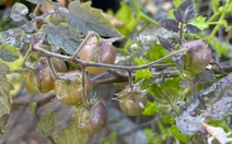 Cà chua hoang dã ở Galápagos thách thức học thuyết tiến hóa của Darwin