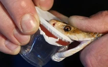 Đột phá: Tạo ra huyết thanh chống lại nọc độc 17 loài rắn nguy hiểm nhất