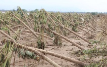 Xót xa lúa mọc mầm do ngâm nước lũ, phải đổ bỏ