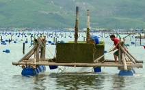 Làm sao giảm thiểu thiệt hại thủy sản nuôi do sốc nước ngọt sau bão lũ?