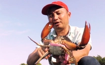 Cà Mau tìm 'vua cua' to nhất từ trước đến nay để đề nghị xác lập kỷ lục Việt Nam