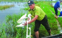 Giải cứu chim trời