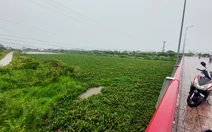 Nhiều dự án thoát lũ cho sông Tắc Nha Trang, nhưng sông đang tắc như 'dòng sông bèo'