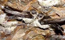 Đề xuất giải pháp bảo vệ quần thể chim yến, phát triển nghề yến sào