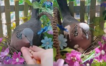 Cô gái thuần hóa chim cu gáy làm tổ ở ban công bằng tình yêu thương