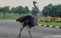 Tiêu hủy đà điểu chạy trên đường ở TP.HCM