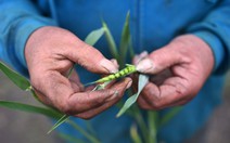 Nông dân châu Âu khủng hoảng vì giá nông sản lao dốc