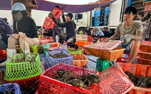 Thủ phủ tôm hùm vịnh Xuân Đài 'quyết dựng lại cơ nghiệp' sau bão lũ