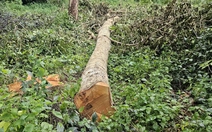 Phó ban quản lý chỉ đạo đốn hạ hàng chục cây xà cừ trong công viên ở Cần Thơ?