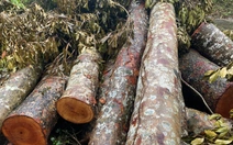 Công an vào cuộc vụ đốn hạ hàng chục cây xà cừ trong công viên ở Cần Thơ