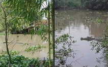 Chủ tài khoản đăng bài cá sấu 200 - 300 ký trên kênh ở Cần Thơ: Lấy lại nơi khác, không chứng kiến