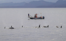 Lần đầu phát hiện cá voi sát thủ và cá heo 'hợp tác' săn mồi