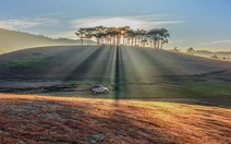 Đà Lạt lại mơ màng trong mùa cỏ hồng sau mưa