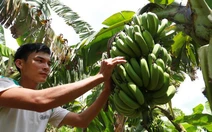 Chuối Việt trước mục tiêu xuất khẩu tỉ đô và 'cơn ác mộng' bệnh héo vàng Panama