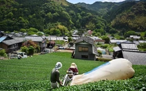 Matcha bùng nổ toàn cầu, trà xanh Nhật bán chạy nhất 70 năm qua