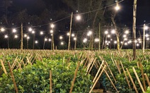 Triệu bóng đèn tạo 'thành phố ánh sáng' ở vựa hoa cúc Tết miền Trung