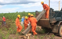 Đưa rừng trồng gỗ lớn Quảng Trị đi châu Âu