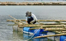 ‘Thủ phủ tôm hùm’ gượng dậy