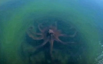Có thật chụp được ảnh bạch tuộc khổng lồ ngoài khơi vịnh Mexico?