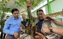 Trồng cây ‘quốc bảo’ Việt Nam tại Đà Nẵng được hỗ trợ đến 80% giá cây giống